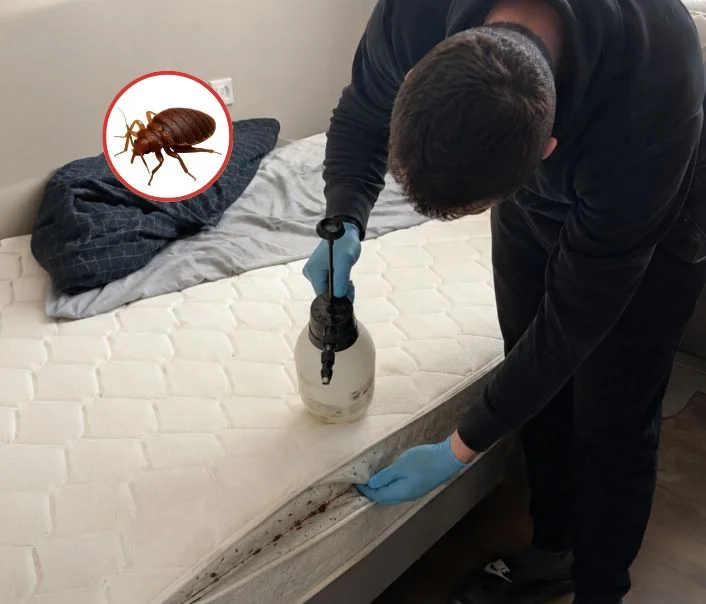Technicien traitant un matelas contre les punaises de lit à Le Heaulme